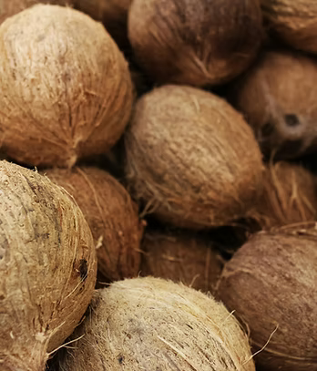 Indian Coconut